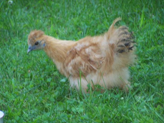 17603_chickens_083.jpg