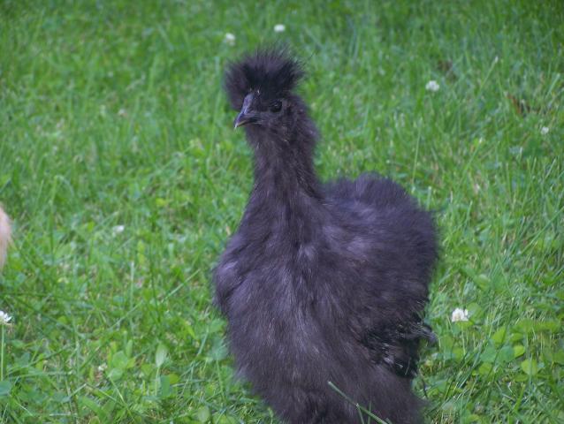 17603_chickens_084.jpg