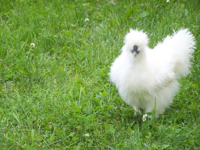 17603_chickens_085.jpg