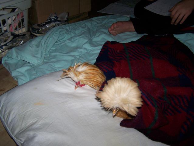 17603_chicks_038.jpg