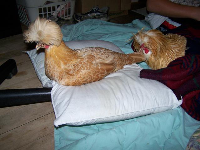 17603_chicks_039.jpg