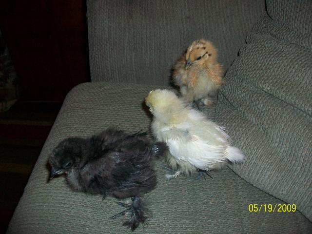 17603_chicks_andryan_008.jpg