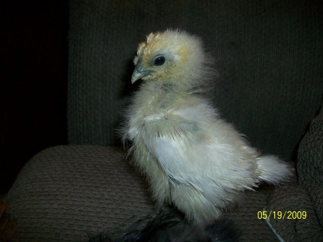 17603_chicks_andryan_009.jpg