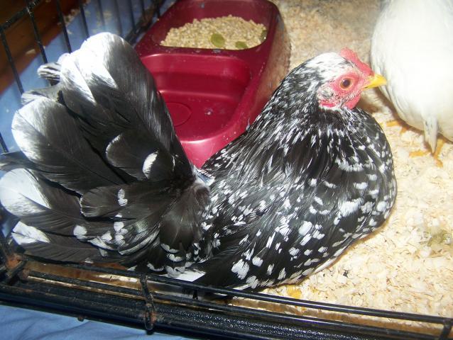 17603_new_chickens_009.jpg
