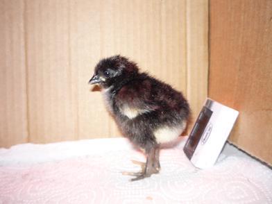 17630_chick2.jpg