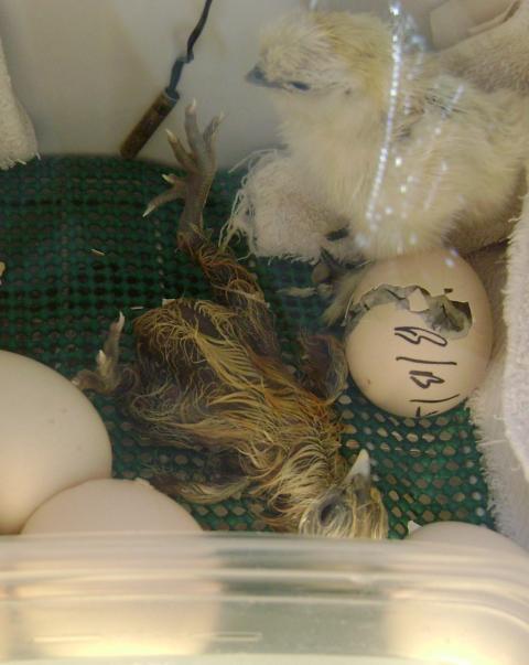 17646_chick_fall_2.jpg