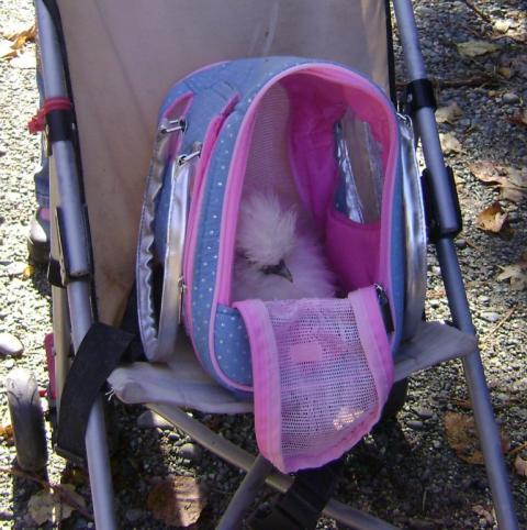17646_liza_in_stroller_2.jpg