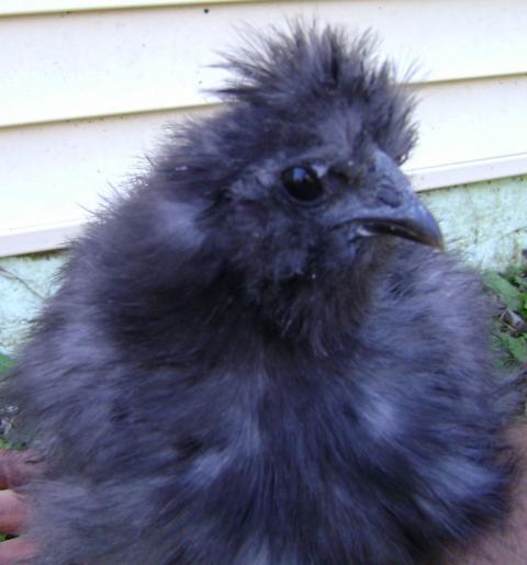 17646_silkies_5.jpg