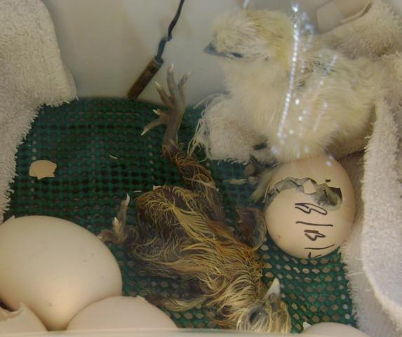 17646_two_chicks.jpg