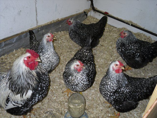 17662_chickens_006.jpg