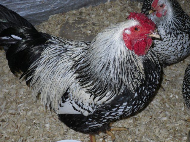 17662_chickens_009.jpg