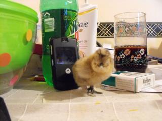 17824_silkie_baby_hatch_03-13.jpg