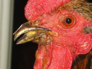 17852_img_0054.jpg