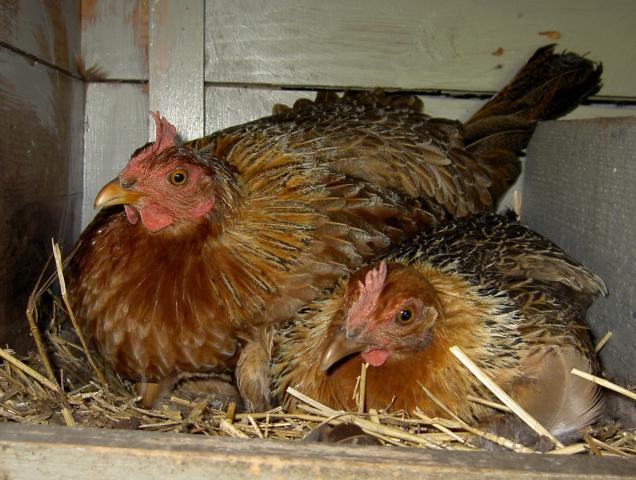 17873_chickens_on_eggs.jpg