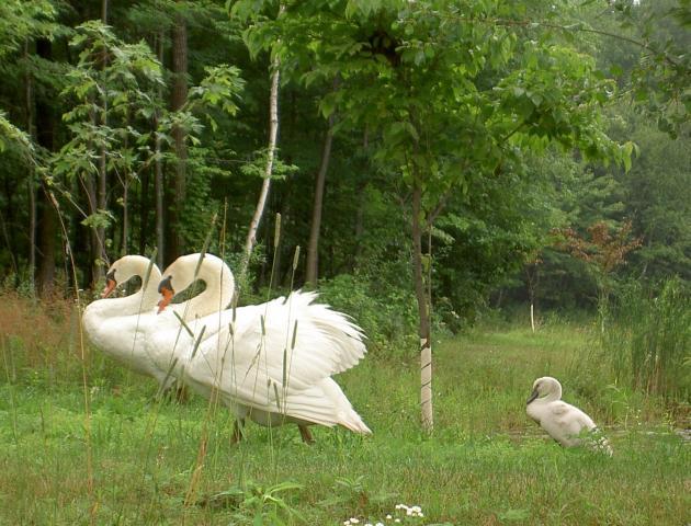 17873_swan_family.jpg