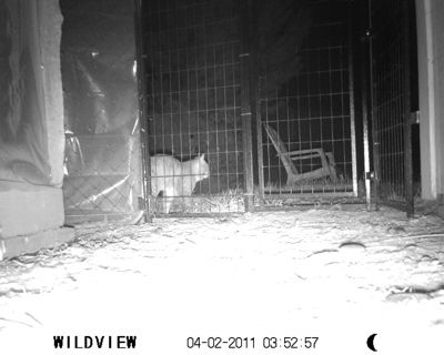 1800_cattoolate.jpg