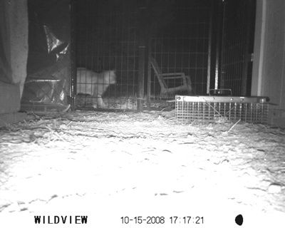 1800_kittyafterrat.jpg