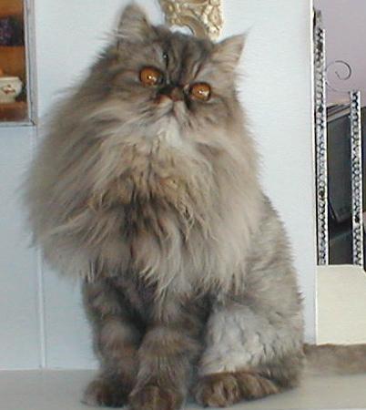 1800_muffin.jpg