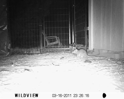1800_mypetrat.jpg