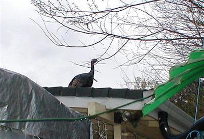 1800_turkeyontheroof.jpg