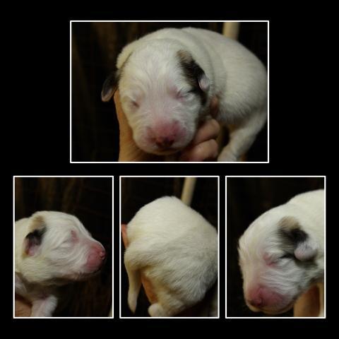 18031_puppy_f.jpg