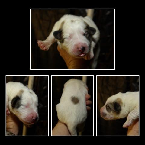 18031_puppy_f2.jpg
