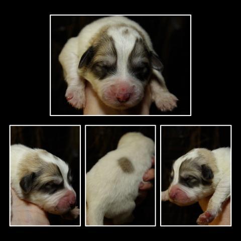 18031_puppy_f3.jpg