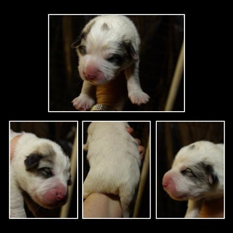 18031_puppy_m2.jpg