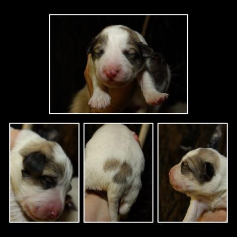 18031_puppy_m3.jpg