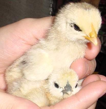 18048_bigandlittlechick.jpg