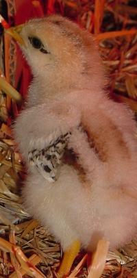 18048_bigchickfeathers.jpg