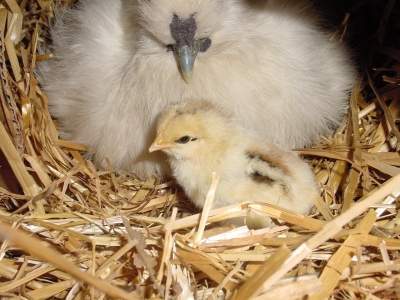 18048_chickandmom.jpg