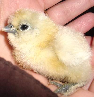 18048_yellowchick.jpg