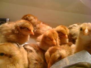 18055_baby_chicks_003.jpg