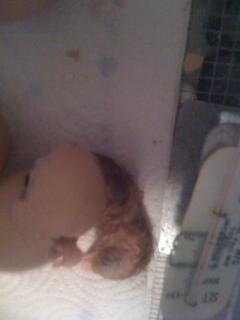 18055_hatching_chicks_013.jpg