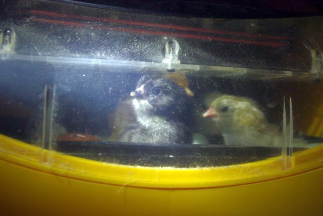 18074_april_2011_hatch.jpg