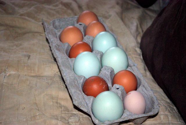 18074_chicken_eggs_this_week.jpg