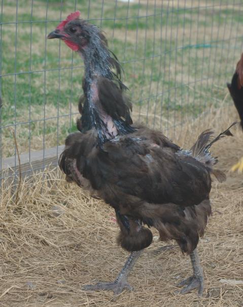 18074_chicken_molting.jpg