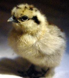 18074_chicken_partridgesilkie_chick.jpg