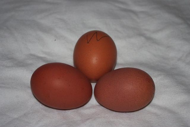18074_chicken_welusmmer_eggs.jpg