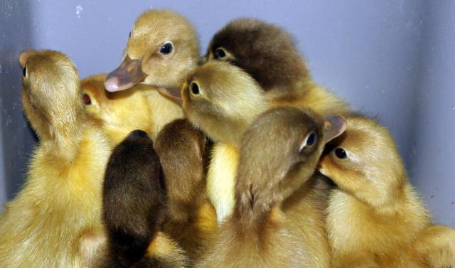 18074_ducklings_five.jpg