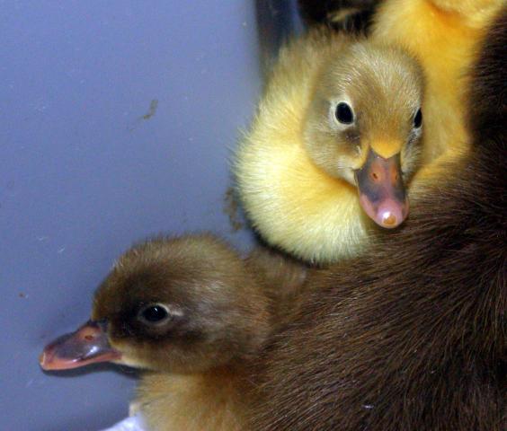 18074_ducklings_one.jpg