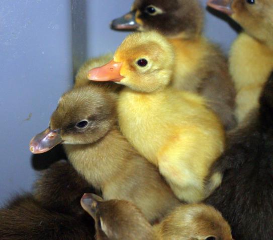 18074_ducklings_three.jpg