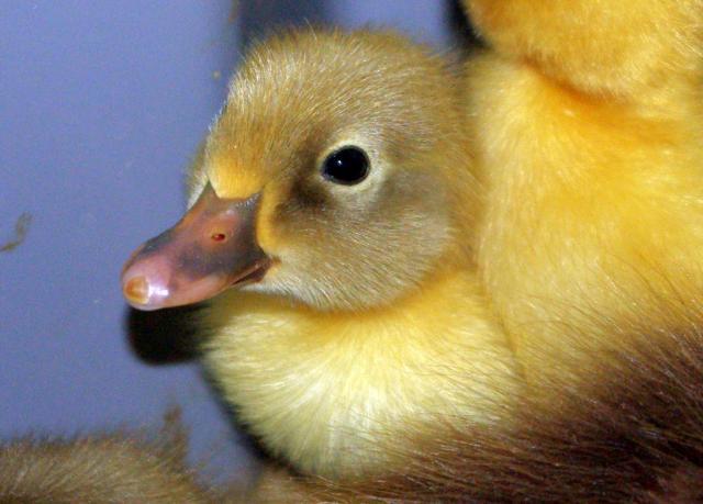 18074_ducklings_two.jpg