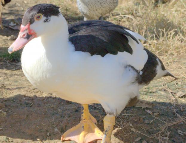 18074_muscovy.jpg