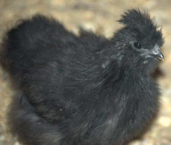 18074_silkie2.jpg