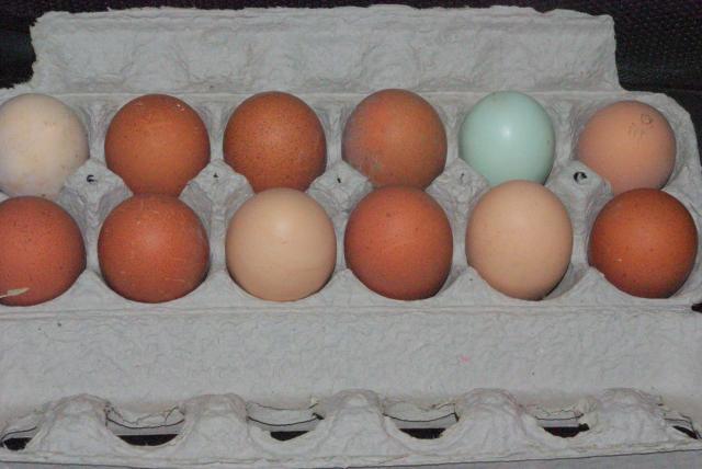 18074_todays_eggs.jpg