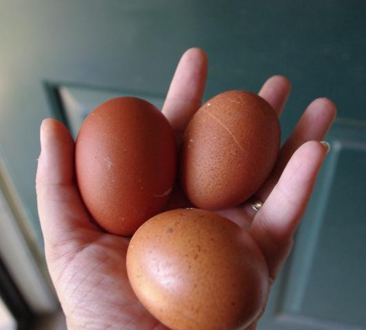 18074_welsummer_eggs_2011.jpg