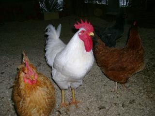 18105_chicks_12-08_007.jpg