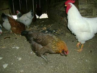 18105_chicks_12-08_011.jpg
